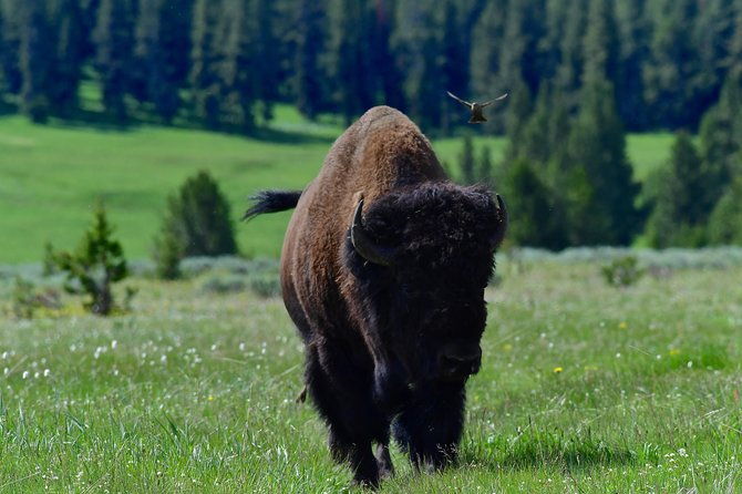 private-yellowstone-wolf-watching-wildlife-safari-lunch