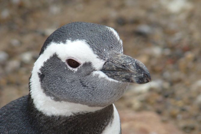 puerto-madryn-shore-excursion-private-day-trip-to-punta-tombo-penguin-colony