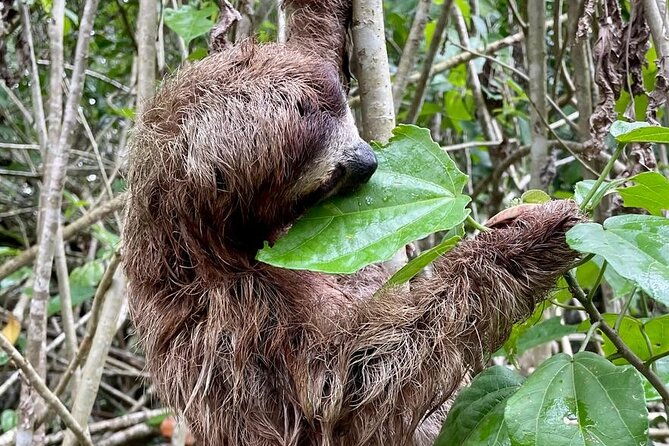 puerto-viejo-sloth-jungle-and-river-kayaking-tour