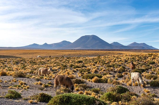 puna-salt-flats-full-day-tour-san-pedro-de-atacama-must-visit
