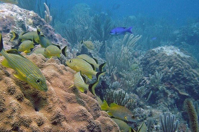 punta-cana-experience-scuba-diving-scooter-panoramic-glass-boat-and-snorkel