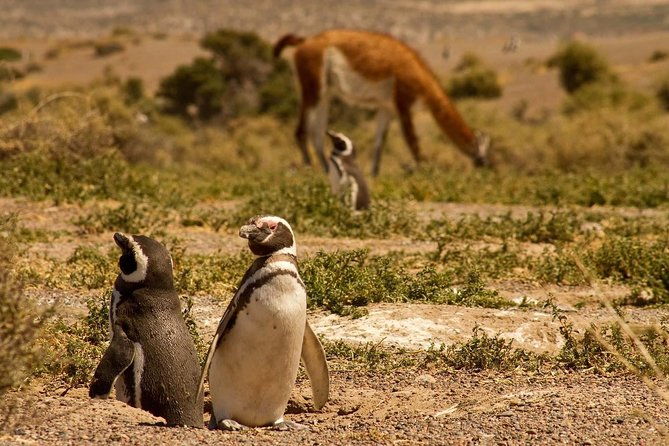 punta-tombo-penguin-colony-from-puerto-madryn-with-optional-toninas-watching