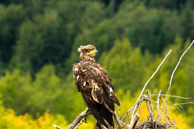 rafting-to-chilkat-bald-eagle-preserve-from-haines