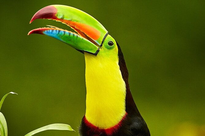 rainforest-canopy-adventure-pacific