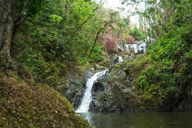 rainforest-tour