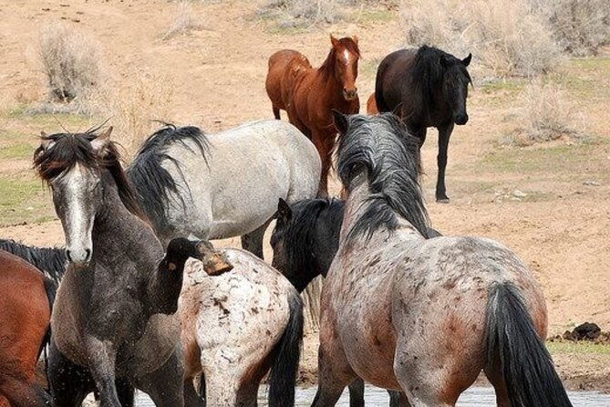 red-canyon-small-group-wild-mustang-van-tours-in-cody-wyoming