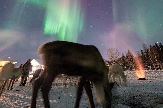reindeer-feeding-and-sledding-sami-storytelling-night-tour