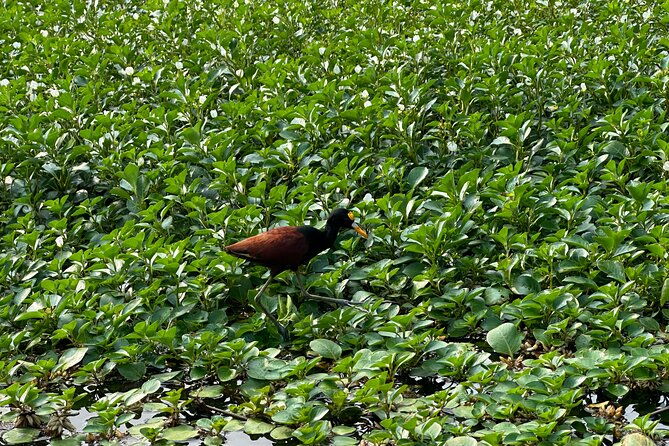 relaxing-canoe-tour-in-tortuguero