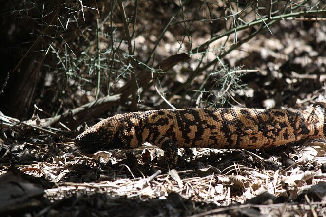 reptile-hunting-in-the-sonoran-desert