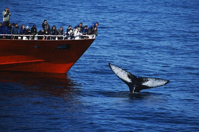 reykjavik-whales-white-water-rafting-adventure