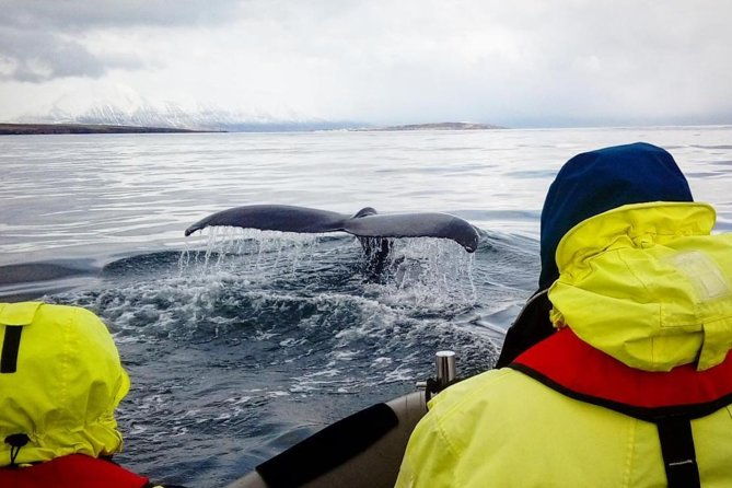 rib-boat-express-whales-eyjafjord-and-akureyri