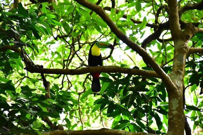 rio-celeste-hiking-sloth-farm-tour-and-waterfall