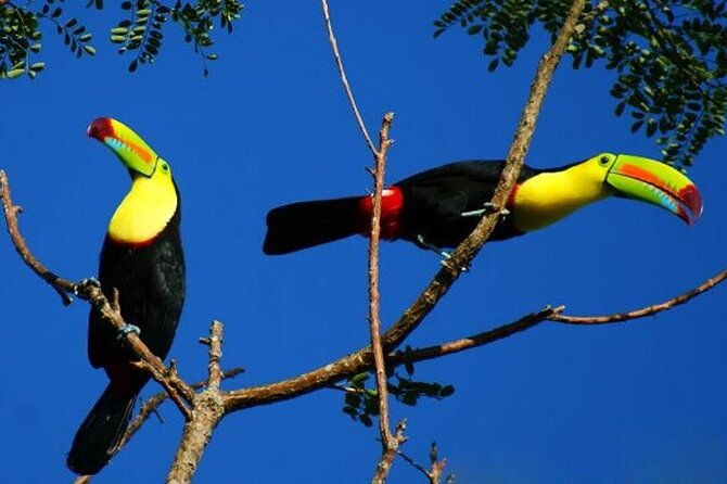 rio-celeste-river-tubingrainforestwildlifewaterfallactive-volcano-private