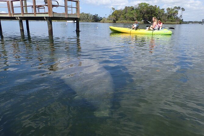 river-cruise-tour-with-manatee-viewing