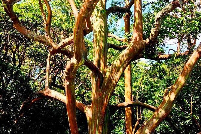 road-to-hana-private-jungle-tour-with-lahaina-side-pick-up-2