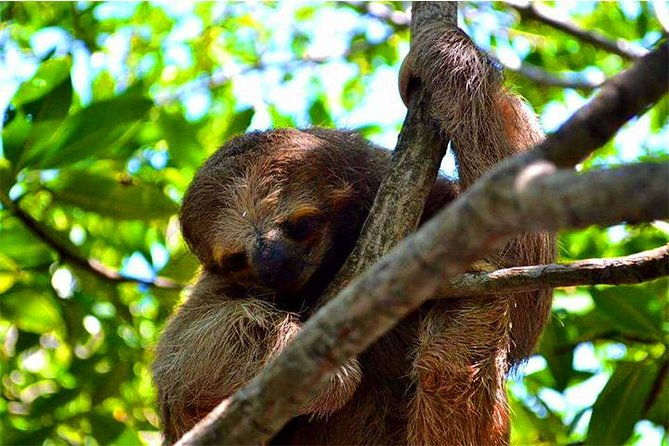 roatan-atv-sightseeing-sloth-monkeys-chocolate-rum-factory