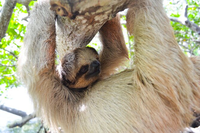 roatan-drift-snorkel-and-monkey-sloth-sanctuary-tour