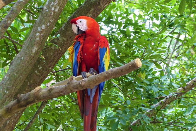 roatan-excursion-zip-line-with-sloths-park