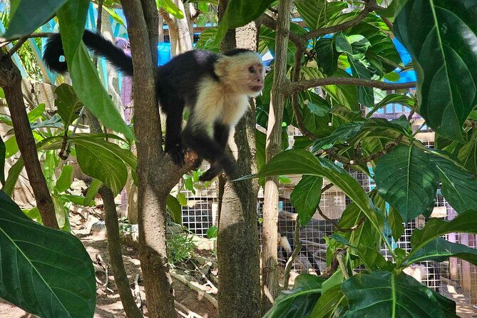 roatan-glass-bottom-boat-tour-with-wildlife-chocolate-tasting