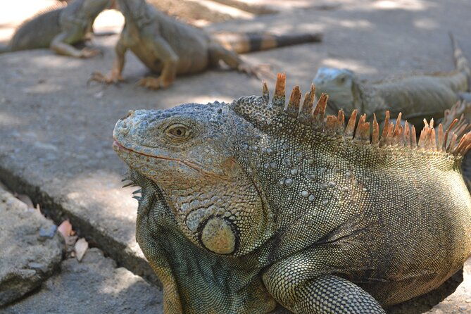 roatan-iguana-park-and-monkey-sloth-park-sanctuary-and-beach-stop
