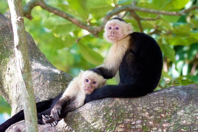 roatan-super-man-zip-line-with-wildlife-eco-park-and-snorkel