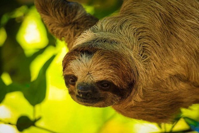 roatan-zipline-adventure-sloths-safari-atv-buggy-thrills-beach