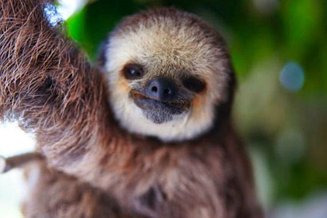 roatan-zipline-monkey-macaws-sloths-eco-park-snorkeling-transfer