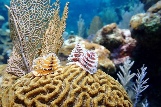 roatans-diving-best-10-dive-package-for-certified-divers