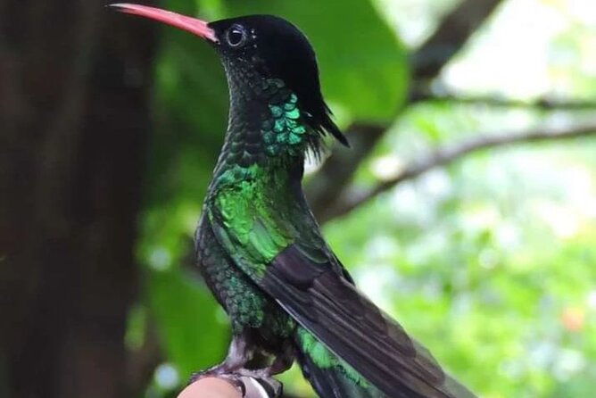 rocklands-bird-sanctuary-and-montego-bay-highlights