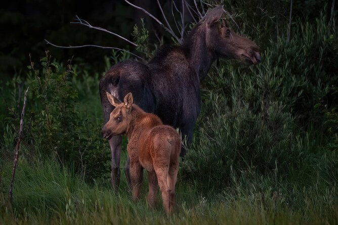 rocky-mountain-national-park-4-hr-private-wildlife-driving-tour