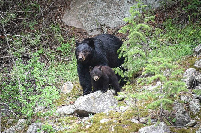 rocky-mountain-national-park-6-hr-private-wildlife-driving-tour