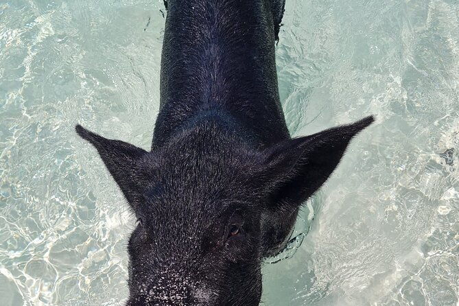 rose-island-swimming-pigs-half-day-boat-tour-with-lunch
