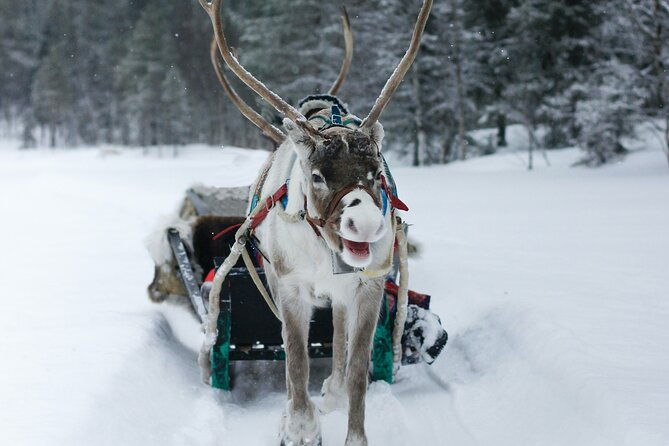 rovaniemi-authentic-lapland-reindeer-farm-visit-sled-ride