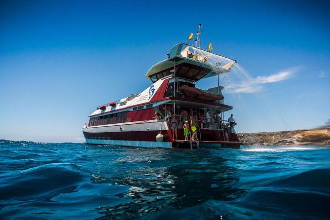 royal-delfin-3h-dolphin-whale-watching-swimming-lunch