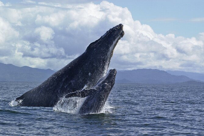 royal-humpback-whale-exploration