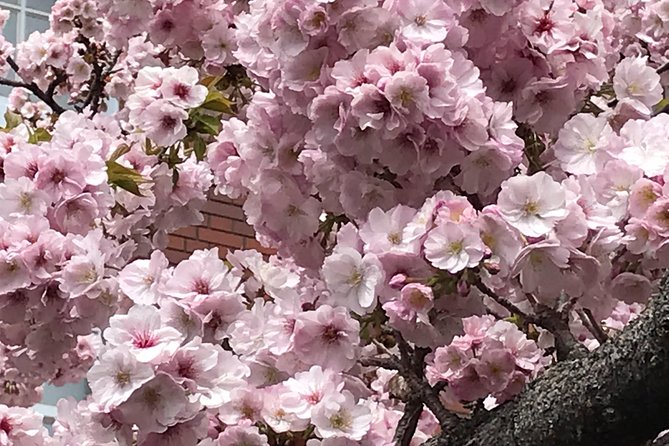 sakura-picnic-hanami-in-osaka-spring-only-2