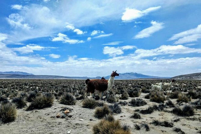 salinas-salt-lagoon-private-tour-day-trip-from-arequipa
