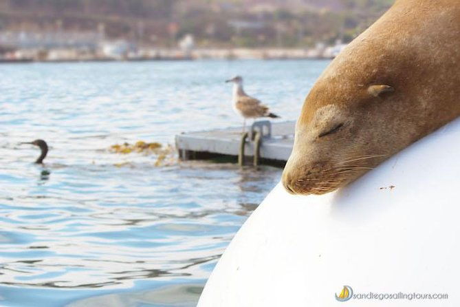 san-diego-half-day-marine-wildlife-tour-with-lunch-2