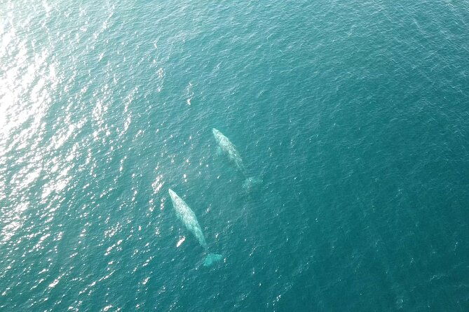 san-diego-half-day-marine-wildlife-tour-with-lunch