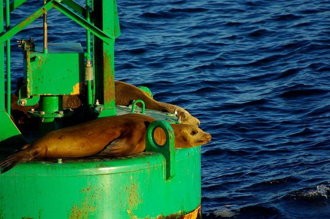 san-diego-whale-watching-cruise-2