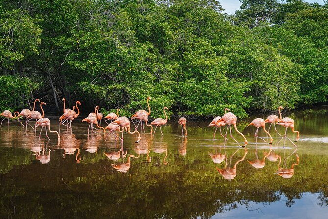 sanctuary-of-flamingos-day-tour