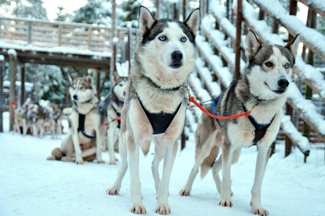 santa-claus-village-guided-tour-arctic-animals-adventure