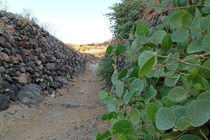 santorini-private-agri-educational-visit-to-an-organic-farm