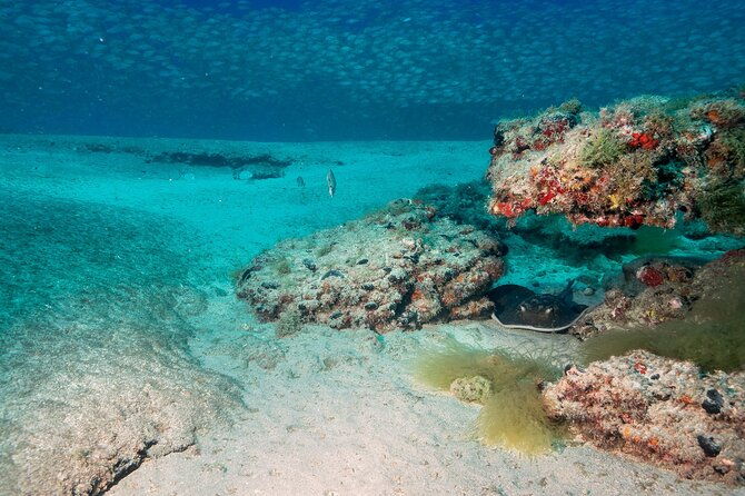 scuba-diving-experience-at-arguineguin-and-puerto-rico