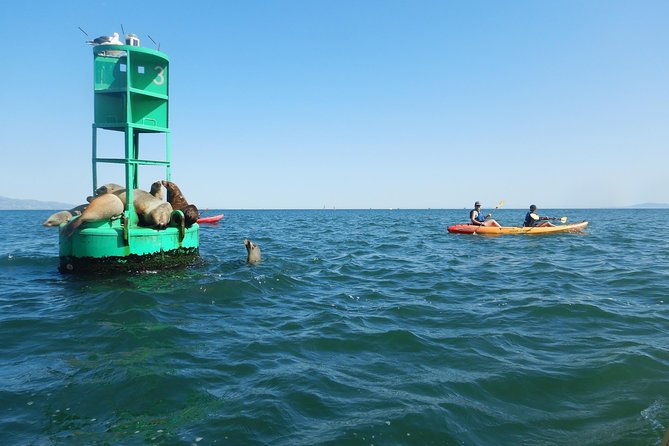 sea-lion-kayak-tour-santa-barbara-harbor
