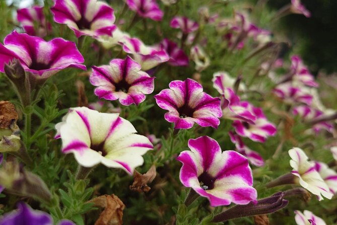 seasonal-colors-at-ashikaga-flower-park-from-karuizawa