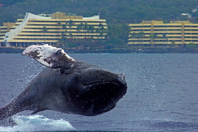 seasonal-small-group-humpback-whale-watching-in-kona