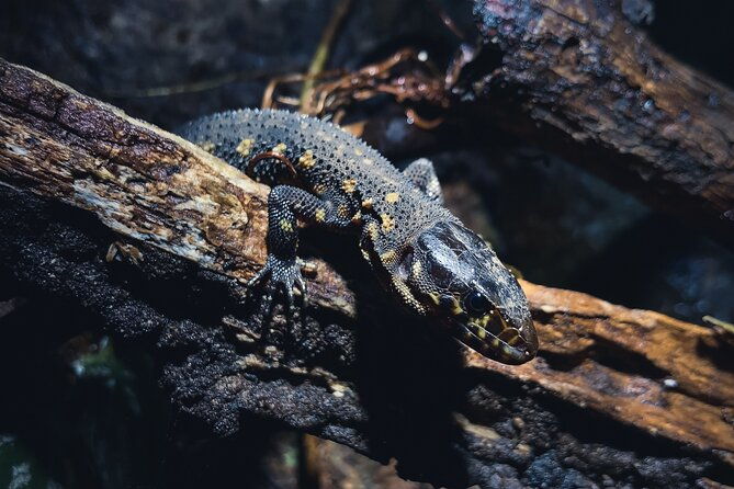 secret-night-walk-in-tortuguero