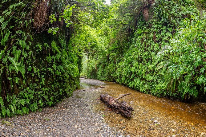 self-guided-driving-audio-tour-of-redwood-national-and-state-park