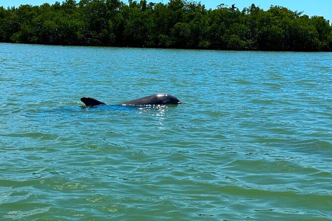 self-guided-ecotour-clear-standard-kayaks-bonita-springs